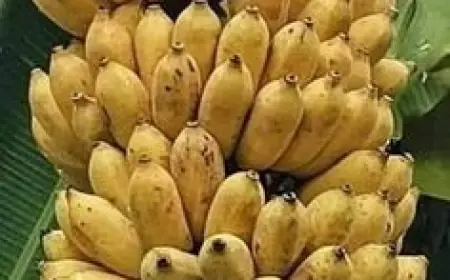 Banyak yang tidak Tahu, Ini Manfaat Pisang untuk Kesehatan Tubuh