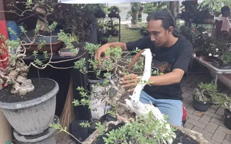 Raup Untung Jutaan, Trainer Bonsai Banjir Orderan Berkat Kontes Nasional di Gresik