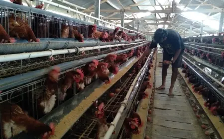 Harga Telur Masih Stabil, Tapi Peternak Waspadai Penurunan karena Lesunya Permintaan