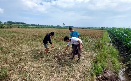 Maling Motor di Malang Tumbang di Sawah, Massa Murka Tak Terkendali