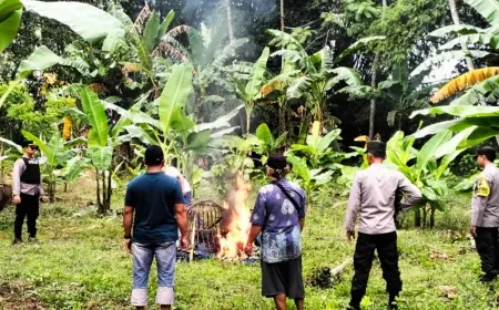 Gagal Bekuk Penjudi, Polres Jember Bakar Empat Arena Sabung Ayam