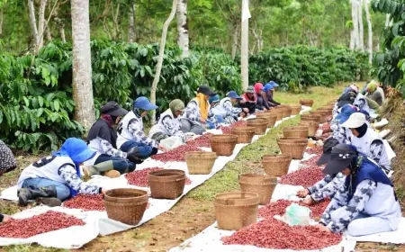 Pasca Insiden di Kaligedang Ijen Bondowoso, Ini Tanggapan PTPN I