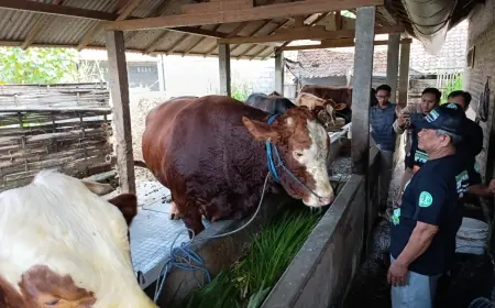 Berbobot Hampir 1 Ton, Sapi Milik Warga Kota Blitar Dibeli Presiden Prabowo untuk Hewan Kurban