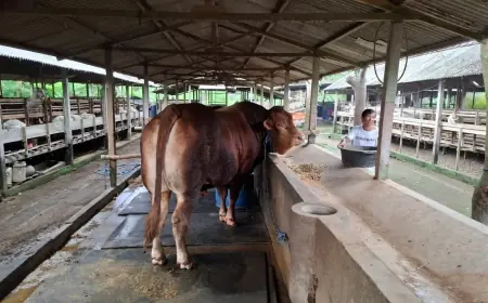 Sapi Peternak Asal Blitar Dibeli Presiden Prabowo Rp125 Juta, Begini Ceritanya
