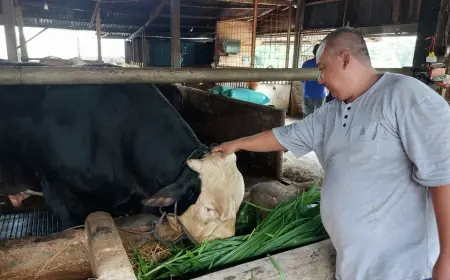 Sapi Seberat 1,2 Ton Milik Peternak Asal Lamongan Dibeli Presiden Prabowo Rp100 Juta