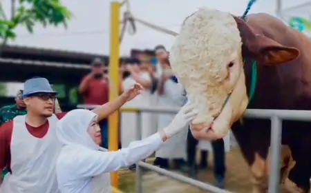 Sapi Bernama Mas Bro Seberat 1,1 Ton di Mojokerto Dibeli Presiden Prabowo untuk Kurban