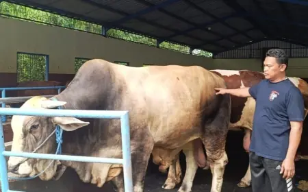Sapi Bernama Dani Pedrosa di Jombang Dibeli Presiden Prabowo Seharga Rp86 Juta