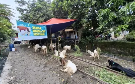 Jelang Iduladha, Penjualan Hewan Kurban di Gresik Mulai Bergeliat