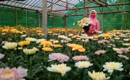 Taman Bunga Sendang: Surga Bunga Krisan di Tulungagung