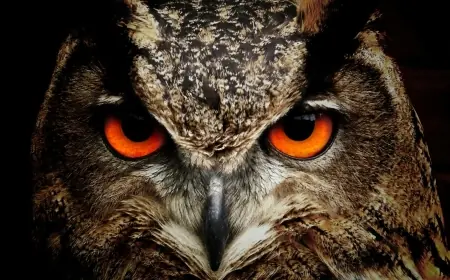 Burung Hantu: Solusi Ramah Lingkungan Pengendali Hama Tikus Sawah