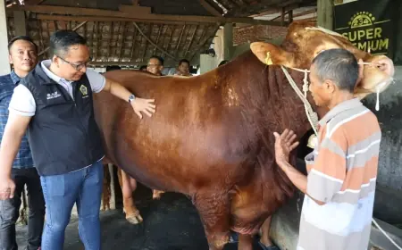 Presiden Prabowo Borong 2 Ekor Sapi Kurban di Gresik, Salah satunya Berbobot 1,84 Ton
