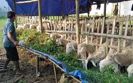 Begini Rahasia Eko Prasetiyo Pedagang Hewan Kurban Asal Lamongan yang Viral