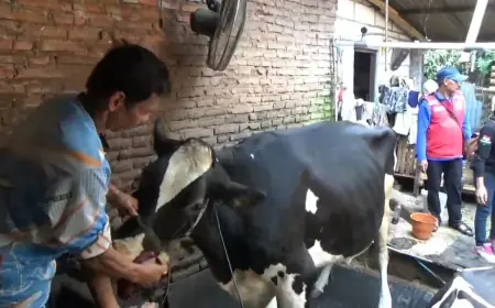 Jelang Iduladha, Distan-KP Kota Batu Periksa Hewan Kurban di 10 Titik Penjualan
