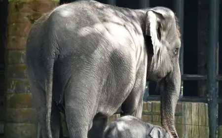 Diah, Harapan Baru Konservasi Gajah Sumatera Lahir di Batu Secret Zoo
