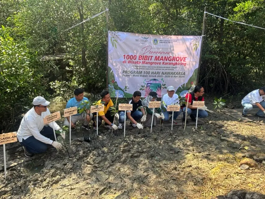 Pemkab Gresik Tanam 1.000 Bibit Pohon Mangrove di Wisata Karangkiring
