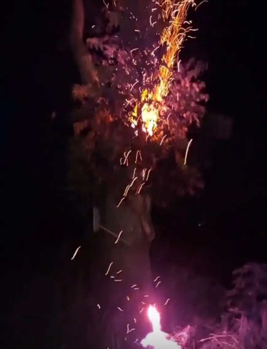 Pohon Mahoni Raksasa di Jalan Pondok Waluh Kencong Jember Dibakar OTK