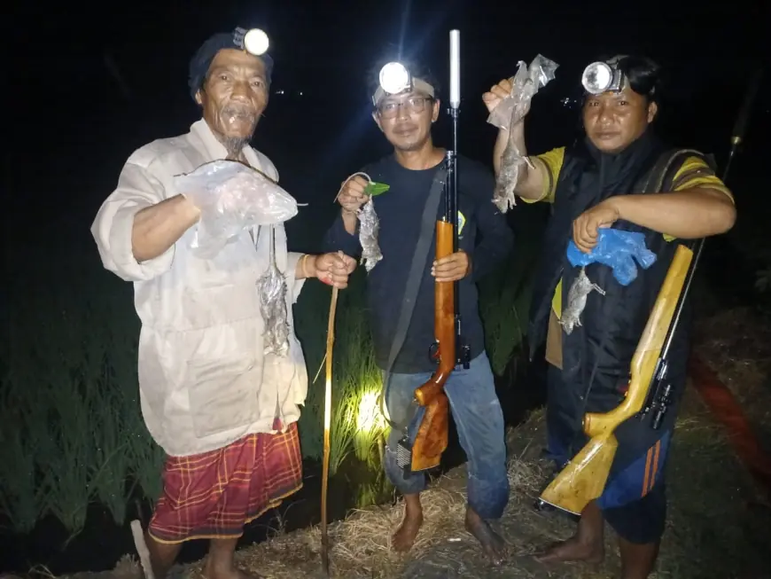 Festival Unik Gropyok Tikus di Gresik Berhadiah Uang Tunai Rp 1.500 Per Ekor