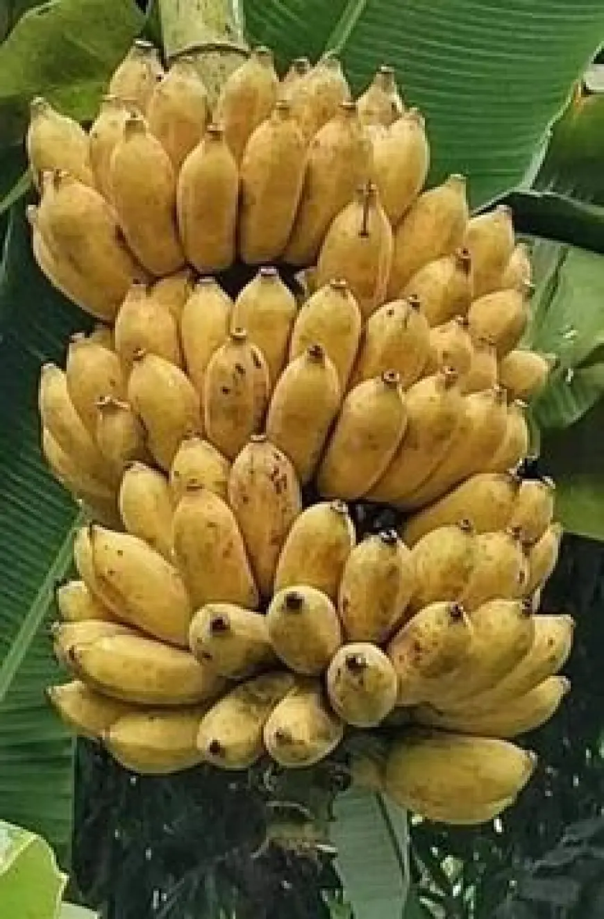 Banyak yang tidak Tahu, Ini Manfaat Pisang untuk Kesehatan Tubuh
