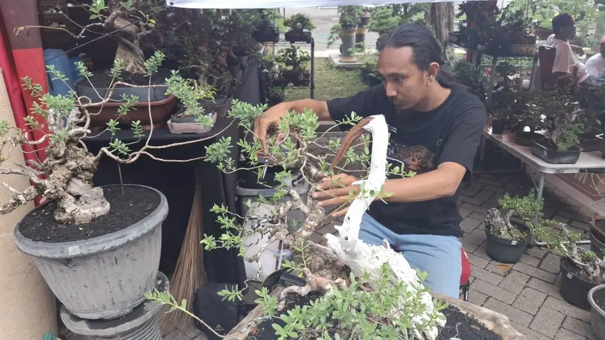 Raup Untung Jutaan, Trainer Bonsai Banjir Orderan Berkat Kontes Nasional di Gresik