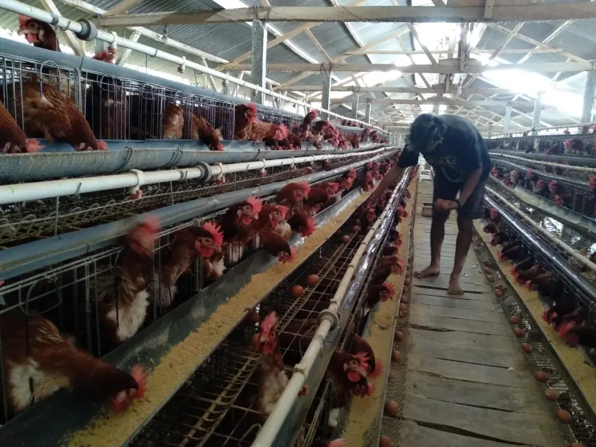 Harga Telur Masih Stabil, Tapi Peternak Waspadai Penurunan karena Lesunya Permintaan