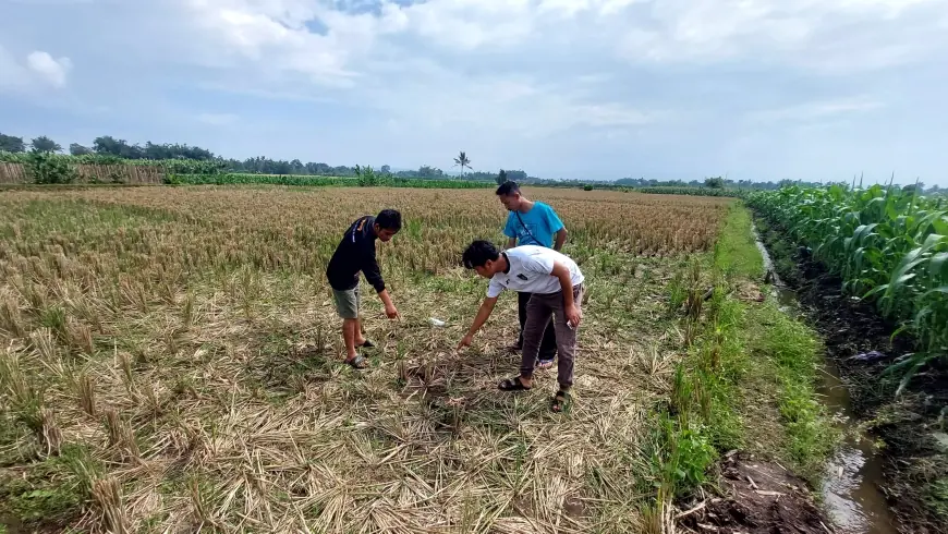 Maling Motor di Malang Tumbang di Sawah, Massa Murka Tak Terkendali