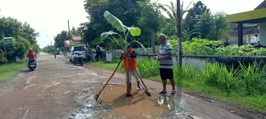 Pasca Kecelakaan Gegara Jalan Rusak, Warga Nganjuk Tanam Pohon Pisang di Tengah Jalan