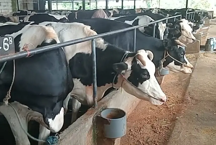 Disnak Jombang Gandeng Inspektorat Kawal Penyaluran Hibah Rp 4,5 Miliar kepada 64 Kelompok