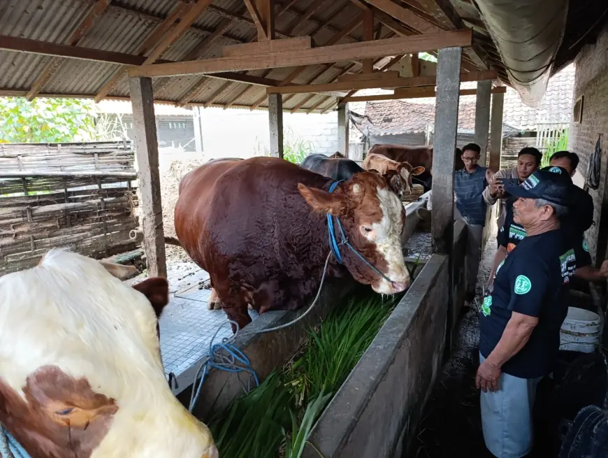 Berbobot Hampir 1 Ton, Sapi Milik Warga Kota Blitar Dibeli Presiden Prabowo untuk Hewan Kurban