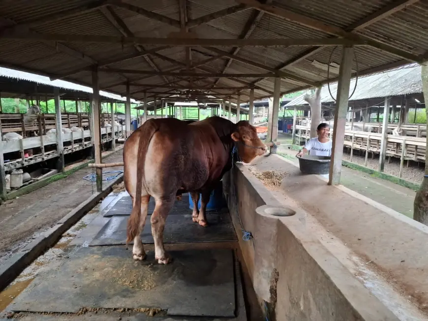 Sapi Peternak Asal Blitar Dibeli Presiden Prabowo Rp125 Juta, Begini Ceritanya
