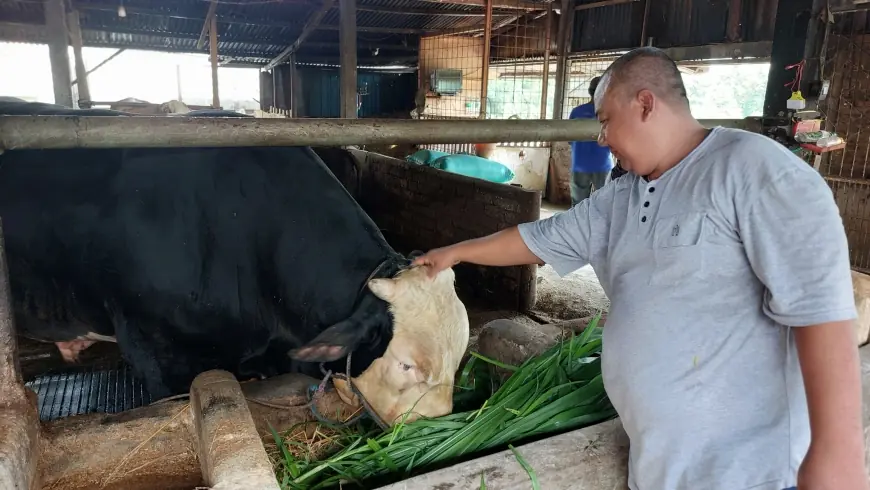 Sapi Seberat 1,2 Ton Milik Peternak Asal Lamongan Dibeli Presiden Prabowo Rp100 Juta