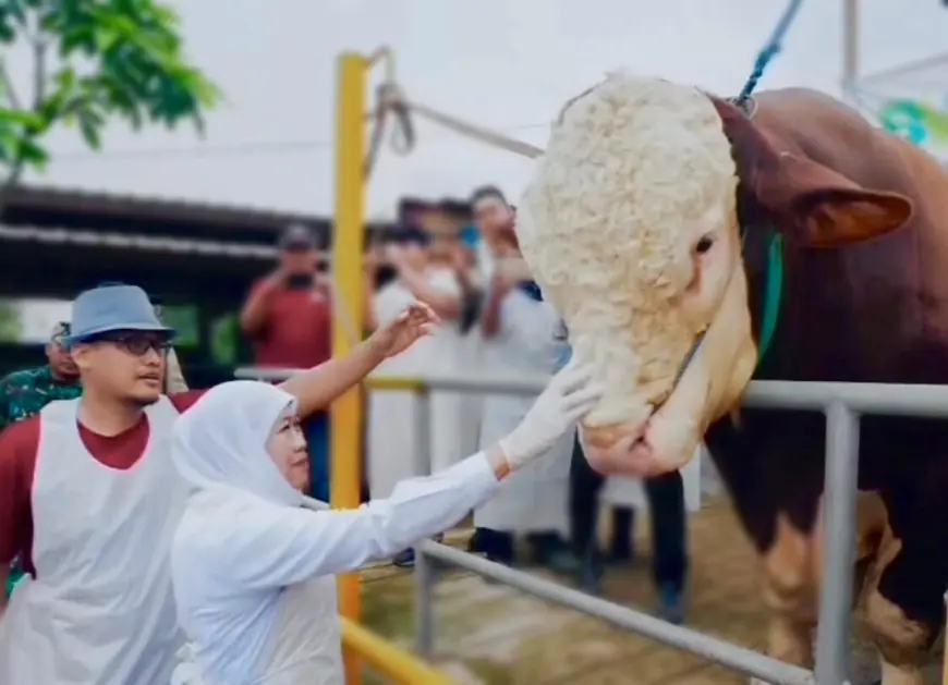 Sapi Bernama Mas Bro Seberat 1,1 Ton di Mojokerto Dibeli Presiden Prabowo untuk Kurban