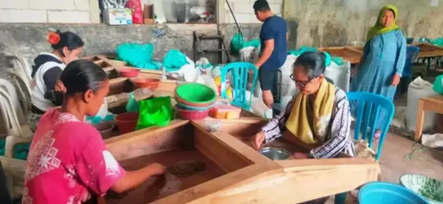 Petani Kopi di Argopuro SItubondo Kembali Ekspor setelah Tiga Tahun Vakum