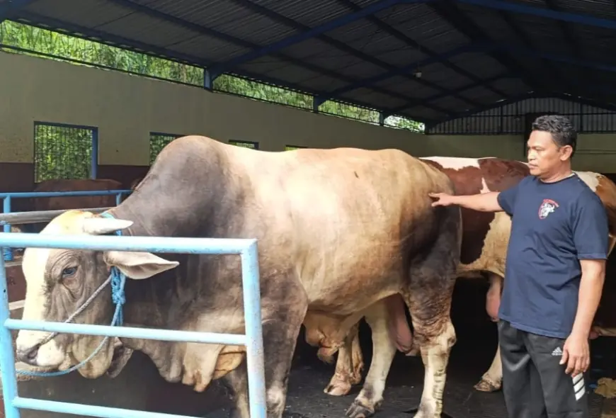 Sapi Bernama Dani Pedrosa di Jombang Dibeli Presiden Prabowo Seharga Rp86 Juta