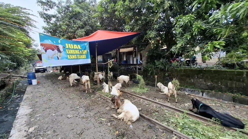 Jelang Iduladha, Penjualan Hewan Kurban di Gresik Mulai Bergeliat