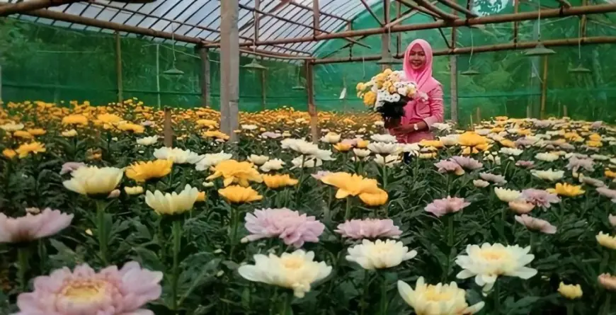 Taman Bunga Sendang: Surga Bunga Krisan di Tulungagung