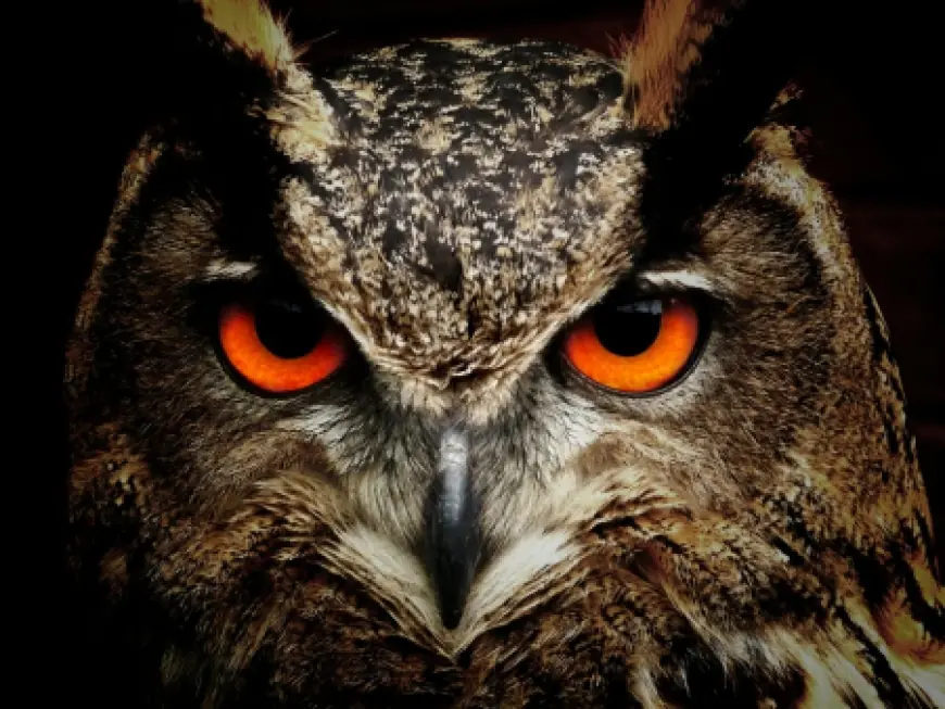 Burung Hantu: Solusi Ramah Lingkungan Pengendali Hama Tikus Sawah