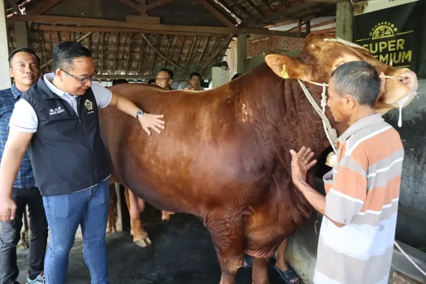 Presiden Prabowo Borong 2 Ekor Sapi Kurban di Gresik, Salah satunya Berbobot 1,84 Ton