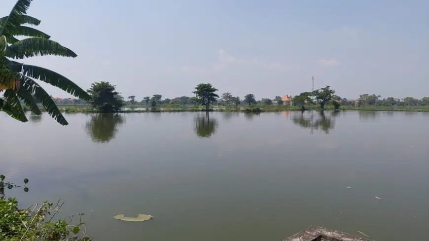 Ribuan  Hektare Sawah dan Tambak di Lamongan Terendam Banjir, Kerugian Capai Ratusan Juta