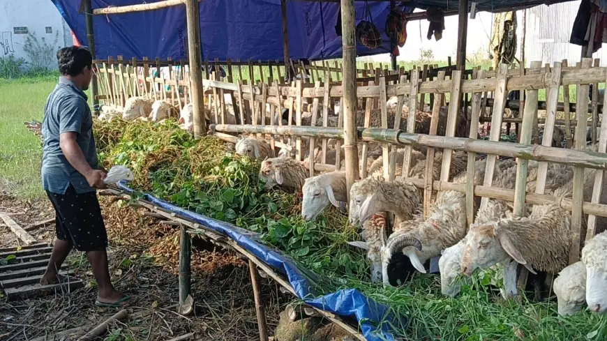 Begini Rahasia Eko Prasetiyo Pedagang Hewan Kurban Asal Lamongan yang Viral