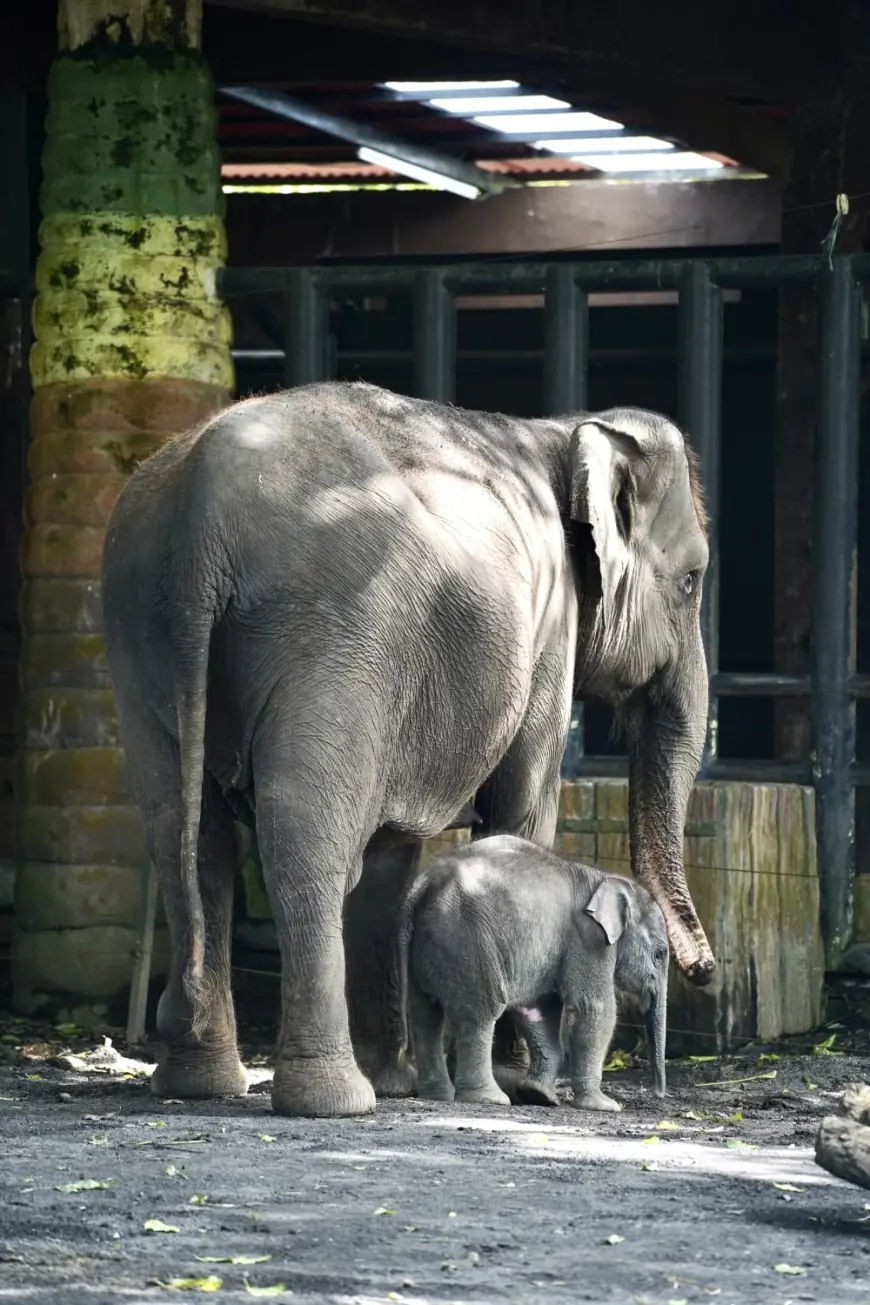 Diah, Harapan Baru Konservasi Gajah Sumatera Lahir di Batu Secret Zoo