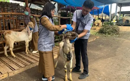 Jelang Iduladha, Dinas Peternakan Pasuruan Gencarkan Pemeriksaan Hewan Ternak