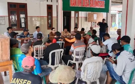 Hama Tikus Rusak Ratusan Hektare Tanaman Jagung Petani di Jombang
