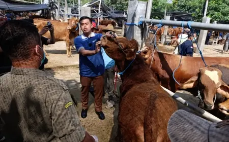 Jelang Iduladha, Belasan Hewan Ternak di Kota Blitar Diserang Penyakit Cacing