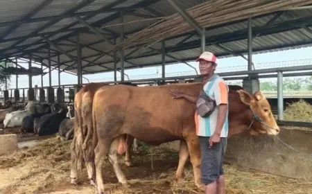 Bonus Ongkir dan Rawat, Pedagang Sapi di Tuban Kebanjiran Pesanan Hewan Kurban