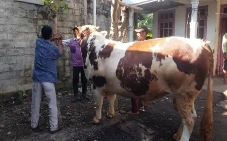 Melihat Joko Kendil, Sapi Berbobot Hampir 1 Ton dari Presiden untuk Warga Kota Probolinggo