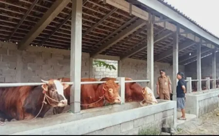 Pastikan Hewan Kurban Sehat, Camat Arjasa Turba