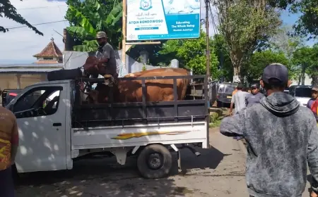 Jelang Iduladha, Stok dan Kesehatan Hewan Kurban di Bondowoso Aman