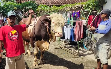 Nyaris Berbobot 1 Ton, Sapi Milik Warga Tamanan Bondowoso Dibeli Presiden Prabowo
