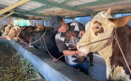 Harga Hewan Kurban Se-Jatim Anjlok, Puskeswan Pastikan Ternak Sehat