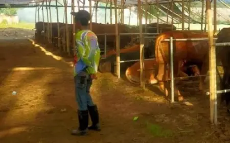 Konglomerat Asal Pasuruan Sumbangkan Ratusan Sapi dan Kambing ke Masjid